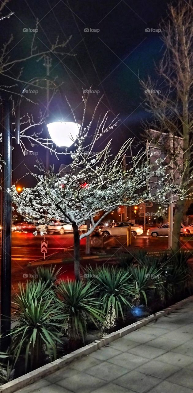 The stunning beauty of a blossoming tree in the middle of the crowd and cars made the spring weather more beautiful