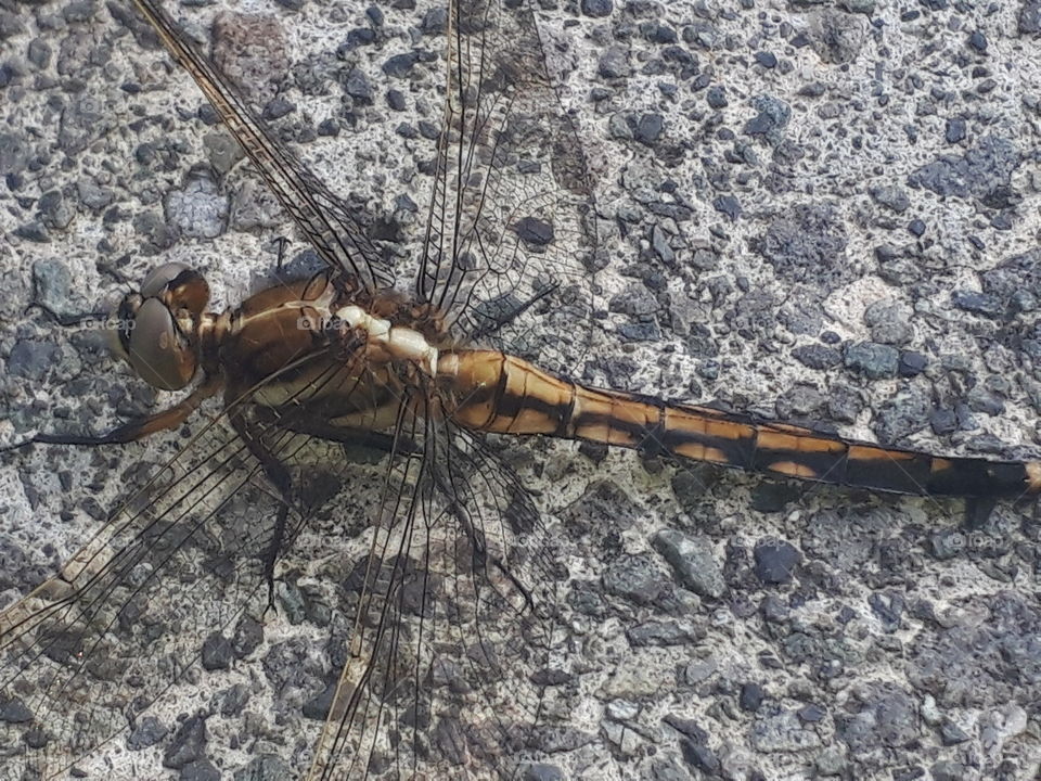 dragonfly