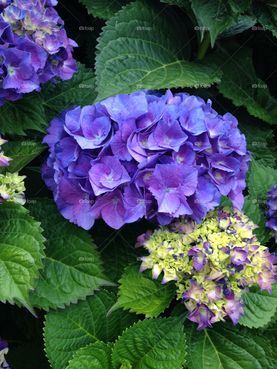 Hydrangeas of the Pacific NW