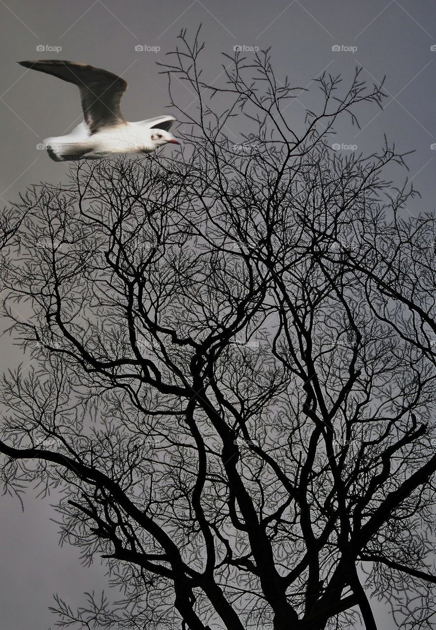 Tree and seagull