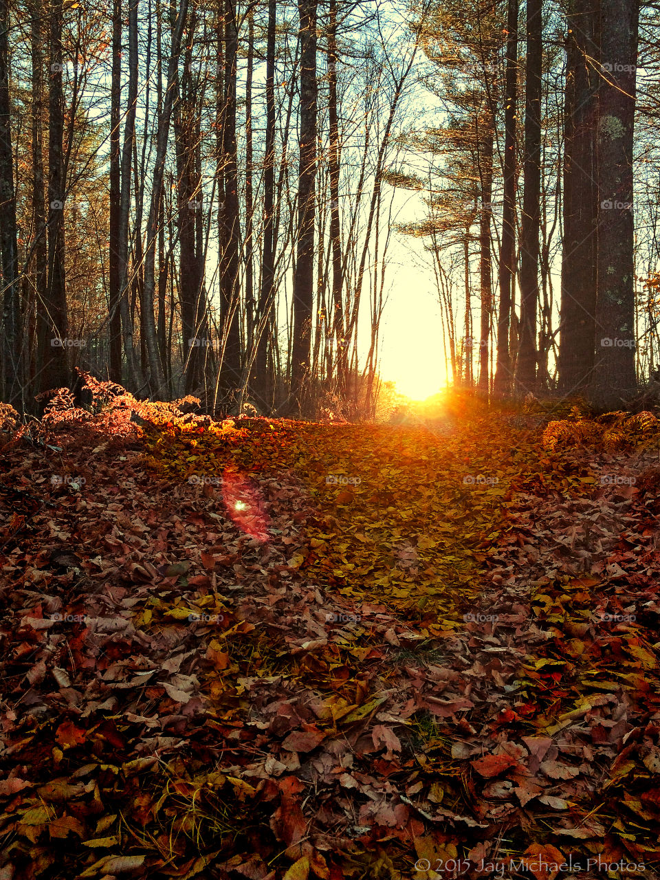 Sunset in the Forest
