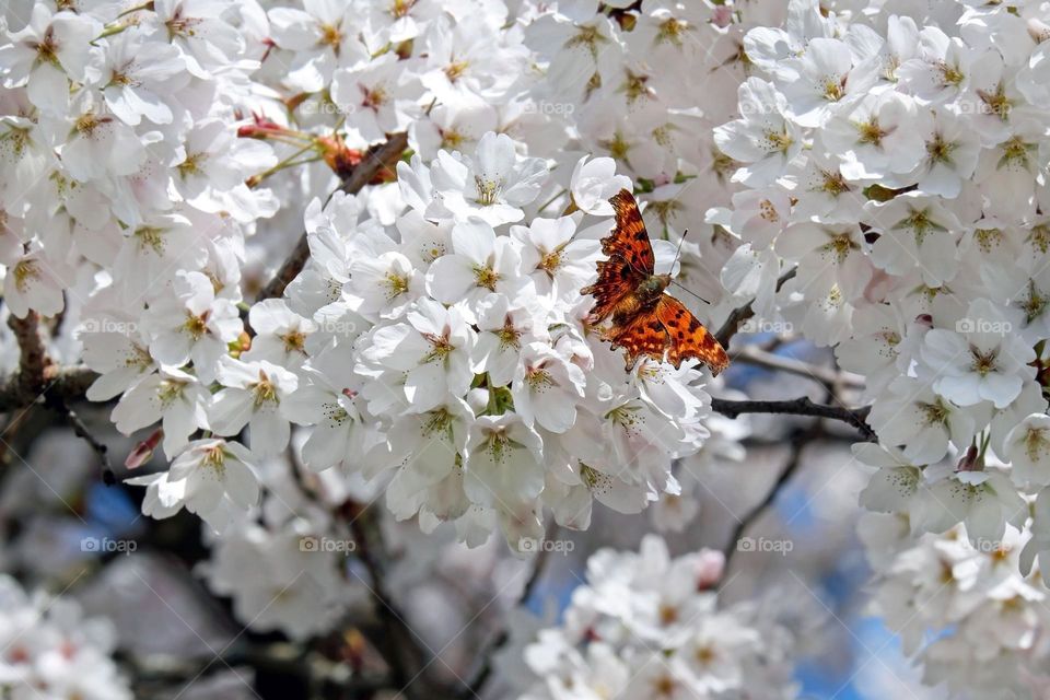 Beautiful and colourful butterfly