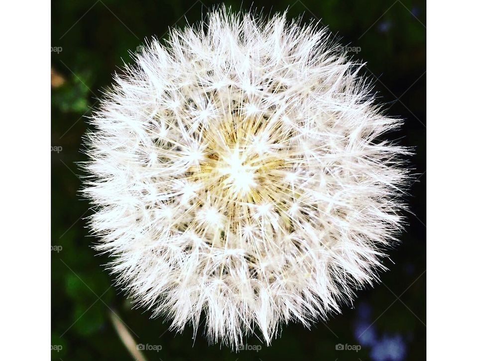 Upclose dandelion wishes