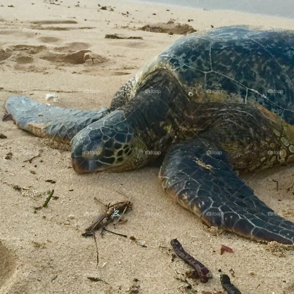 Green sea turtle resting on the beach