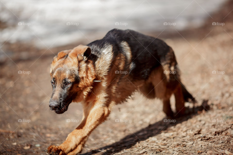 German shepherd 7-th months old puppy in a spring forest at sunny day