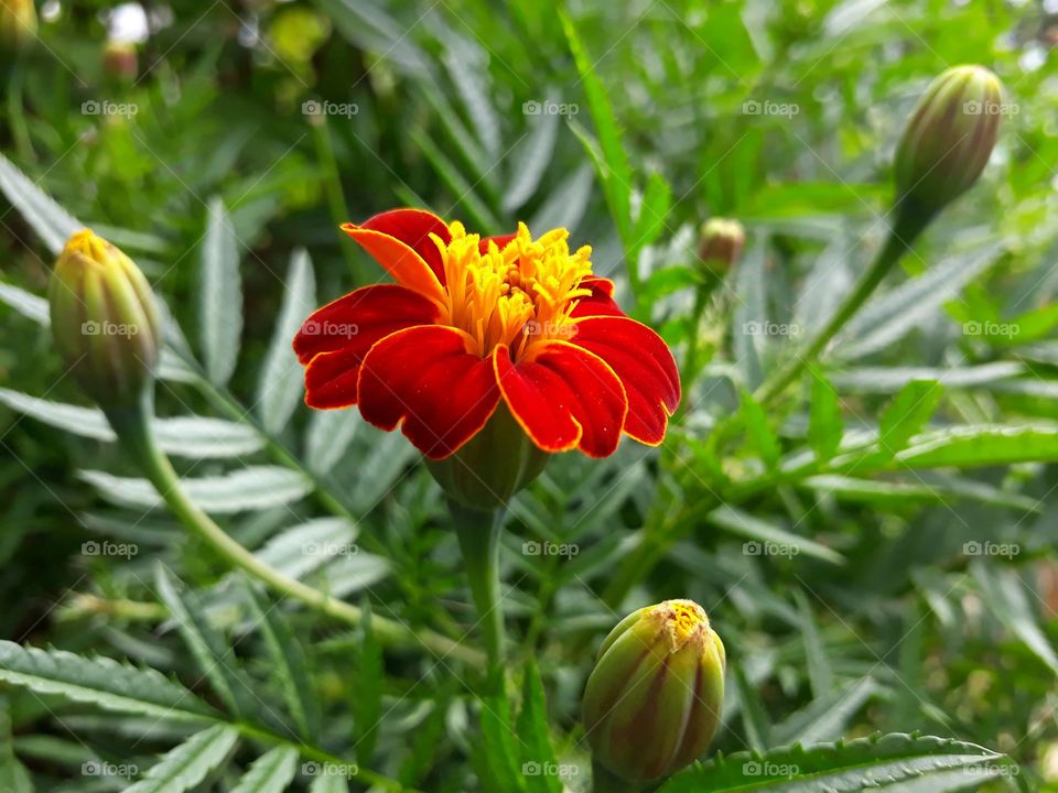 Closeup shot of marigold in bloom