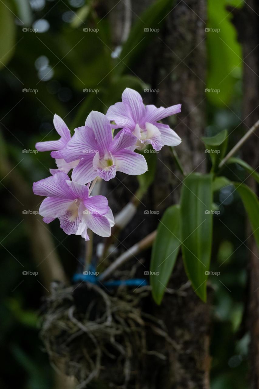Close up orchid plants