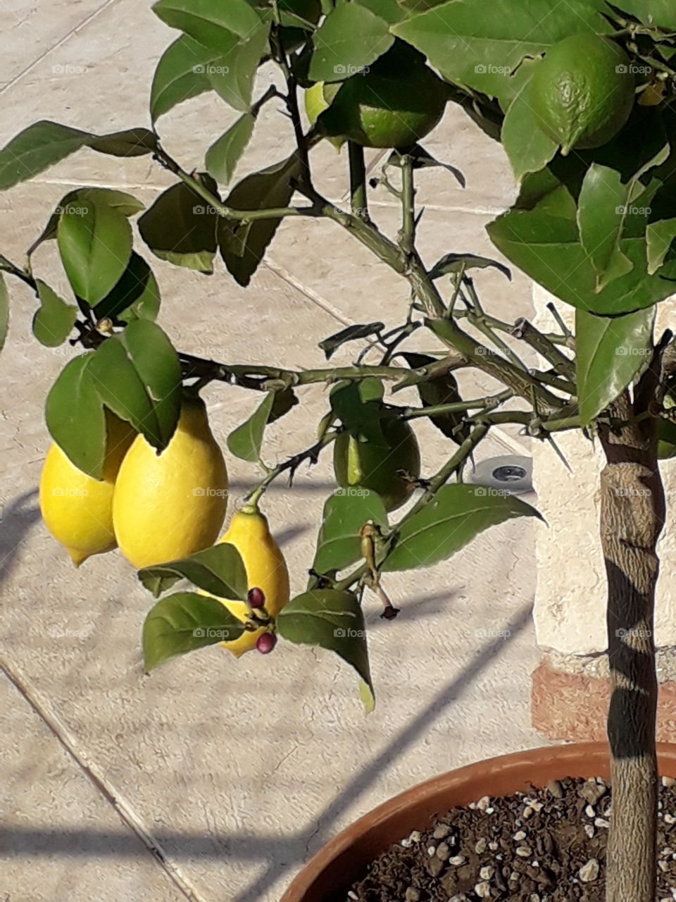 lemon tree