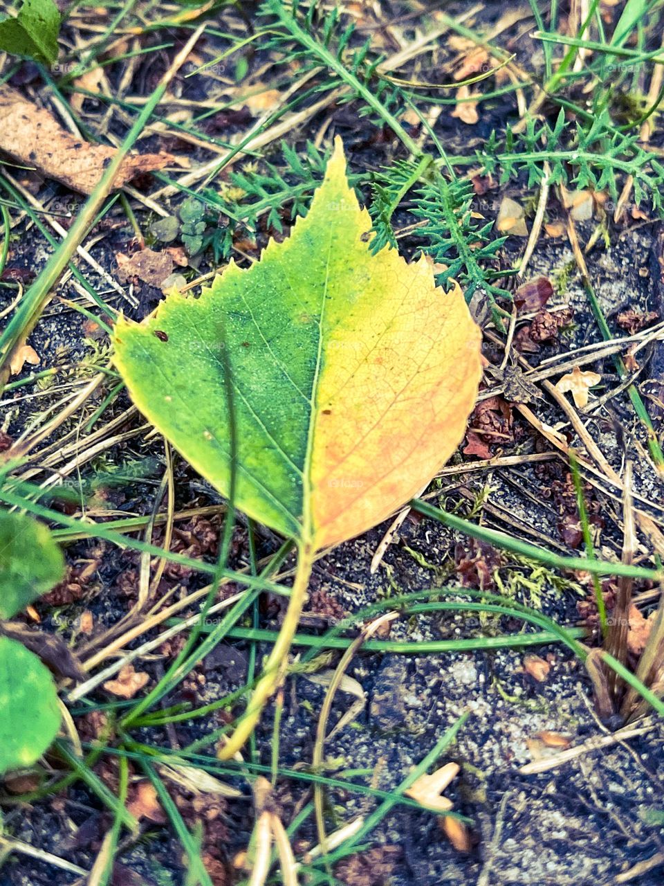 Two season leaf