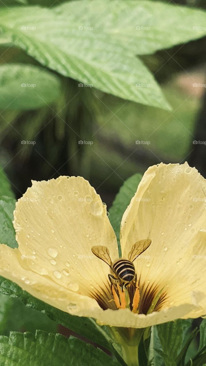 Bee