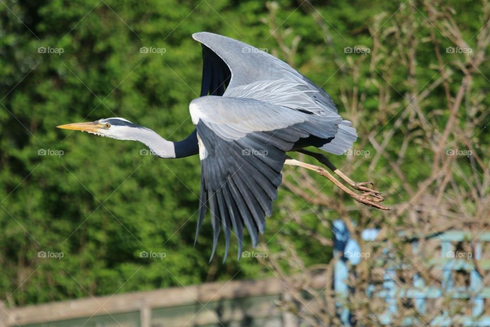 Mr Heron pays a visit. Local heron pays visits between our nextdoor neighbour and our ponds 