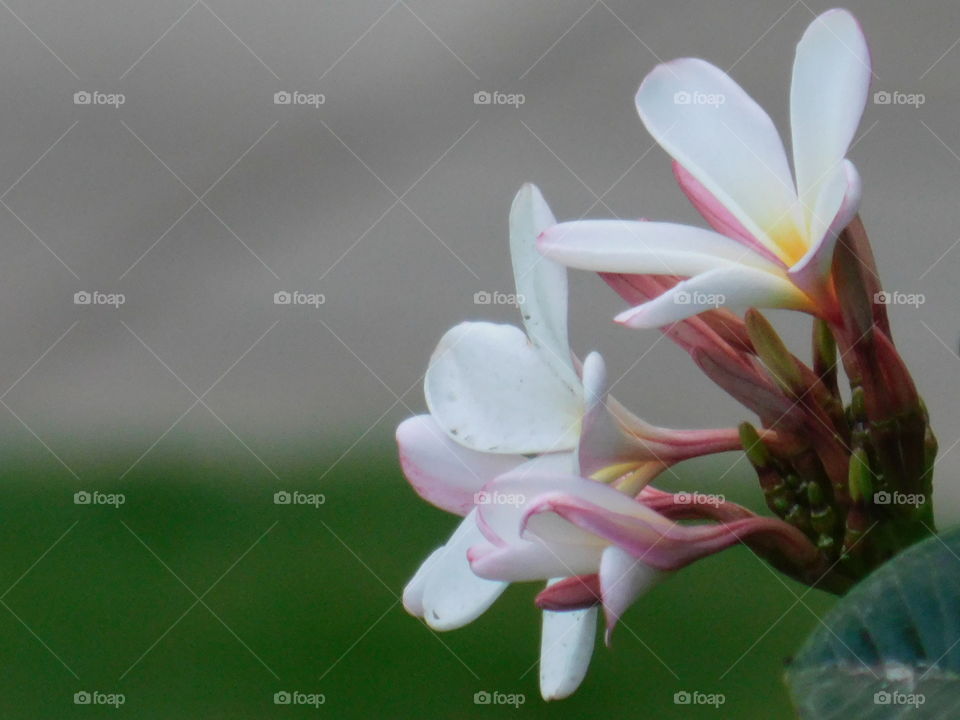 White plumeria flowers or chafa flower with blur background.
