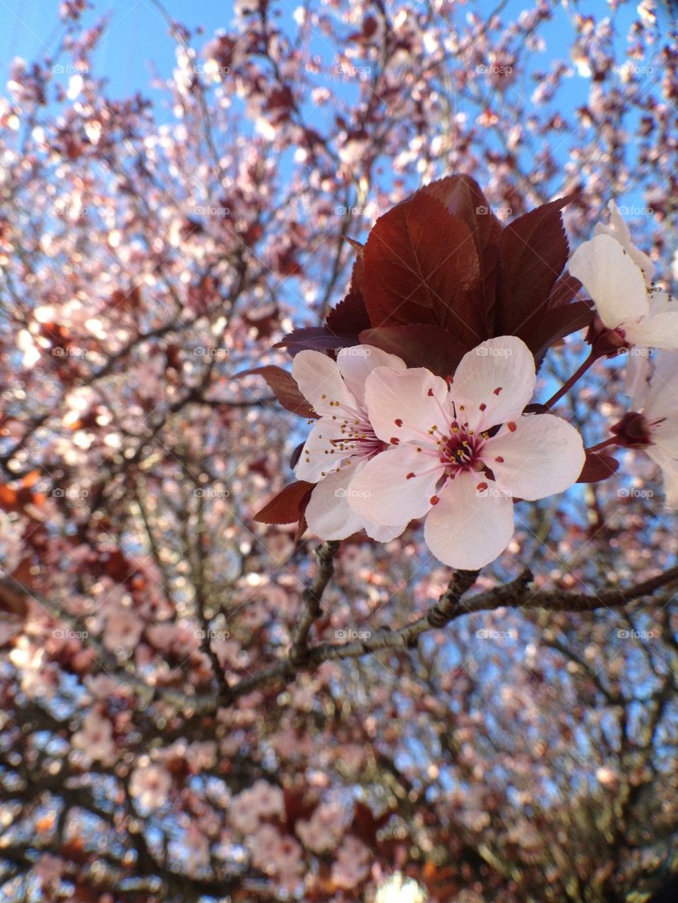Cherry Blossom