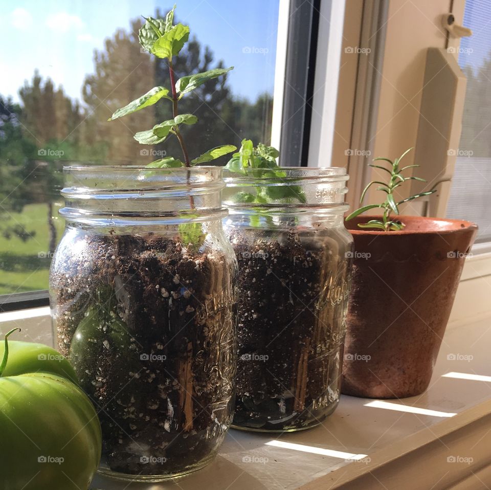 Indoor herb garden in rustic mason jars on window sill. DIY
