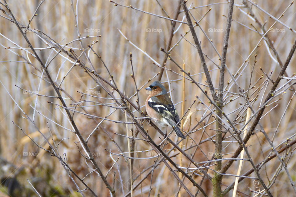 Chaffinch perching on branch