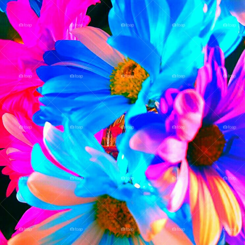 Flower, Nature, Bright, Flora, Color