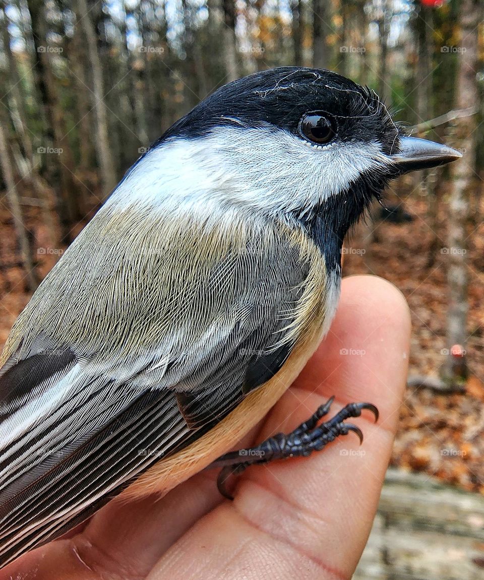 Black capped chickadee relaxing in my hand.