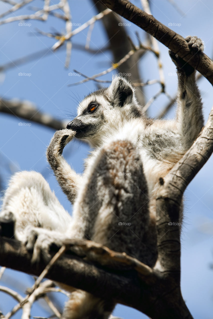 Lemur animal world