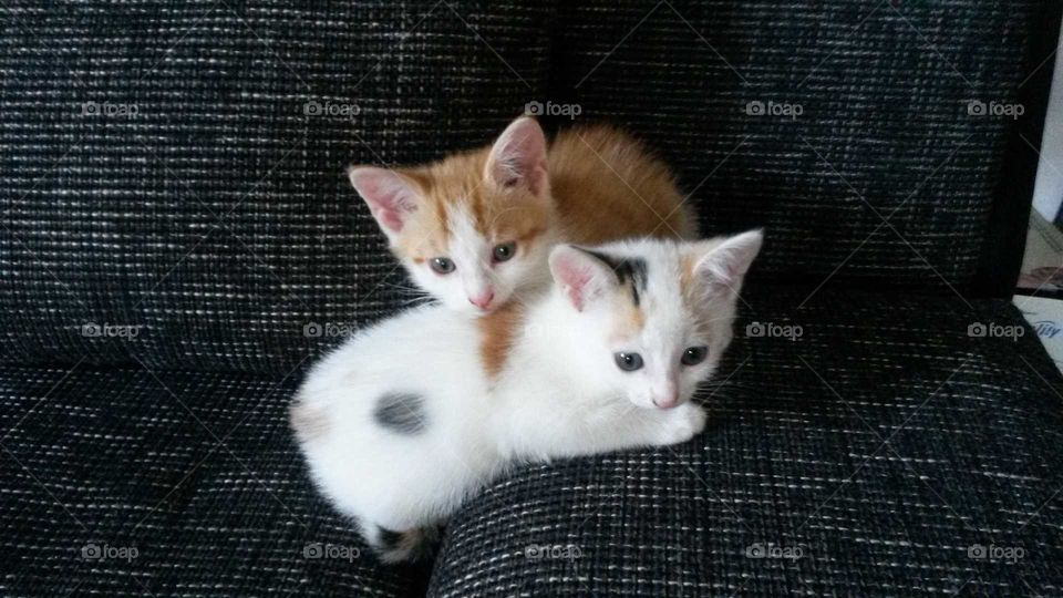 kitty cats