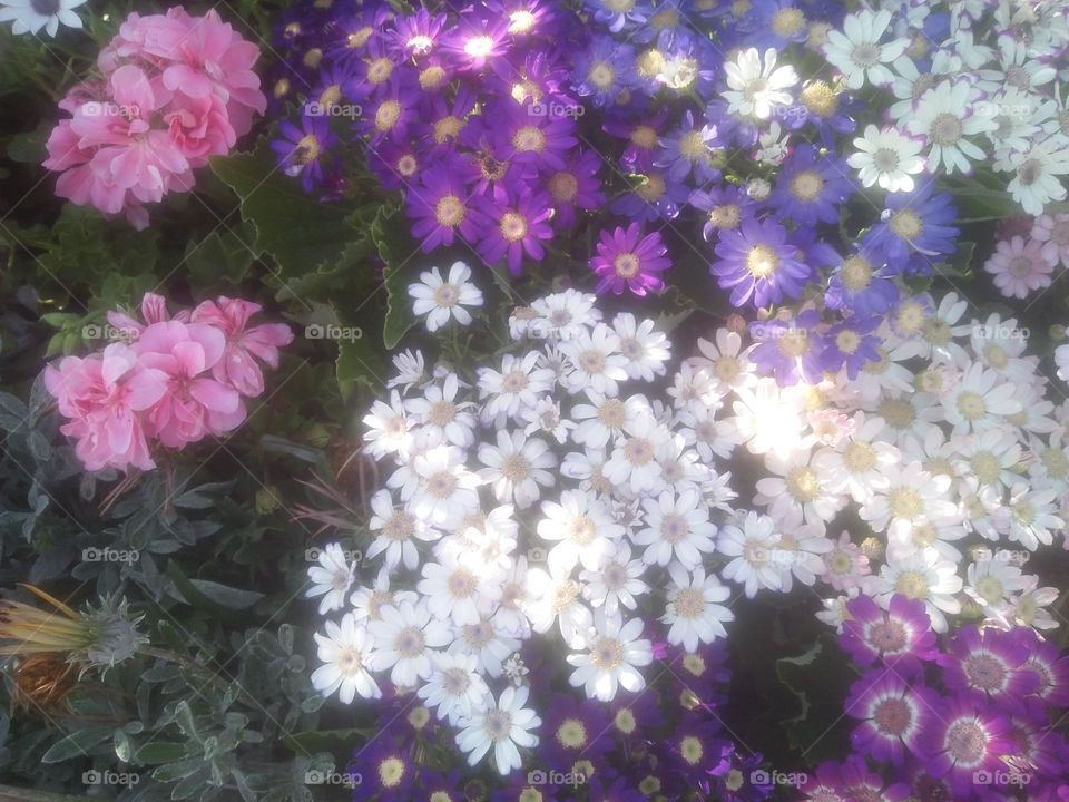 Multicolor and beautiful flowers.