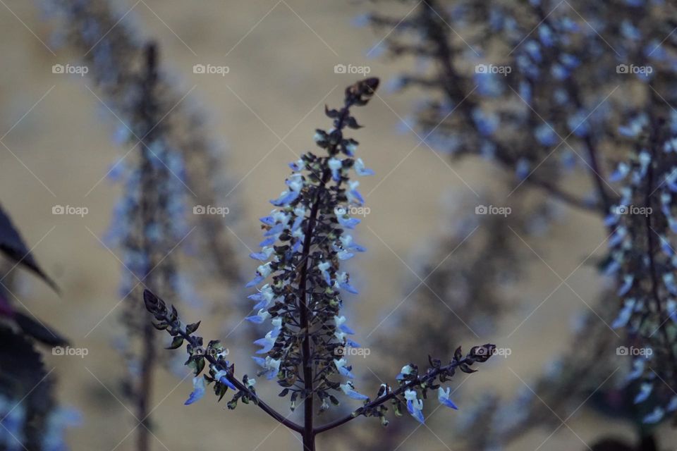 Beautiful purple spurflowers