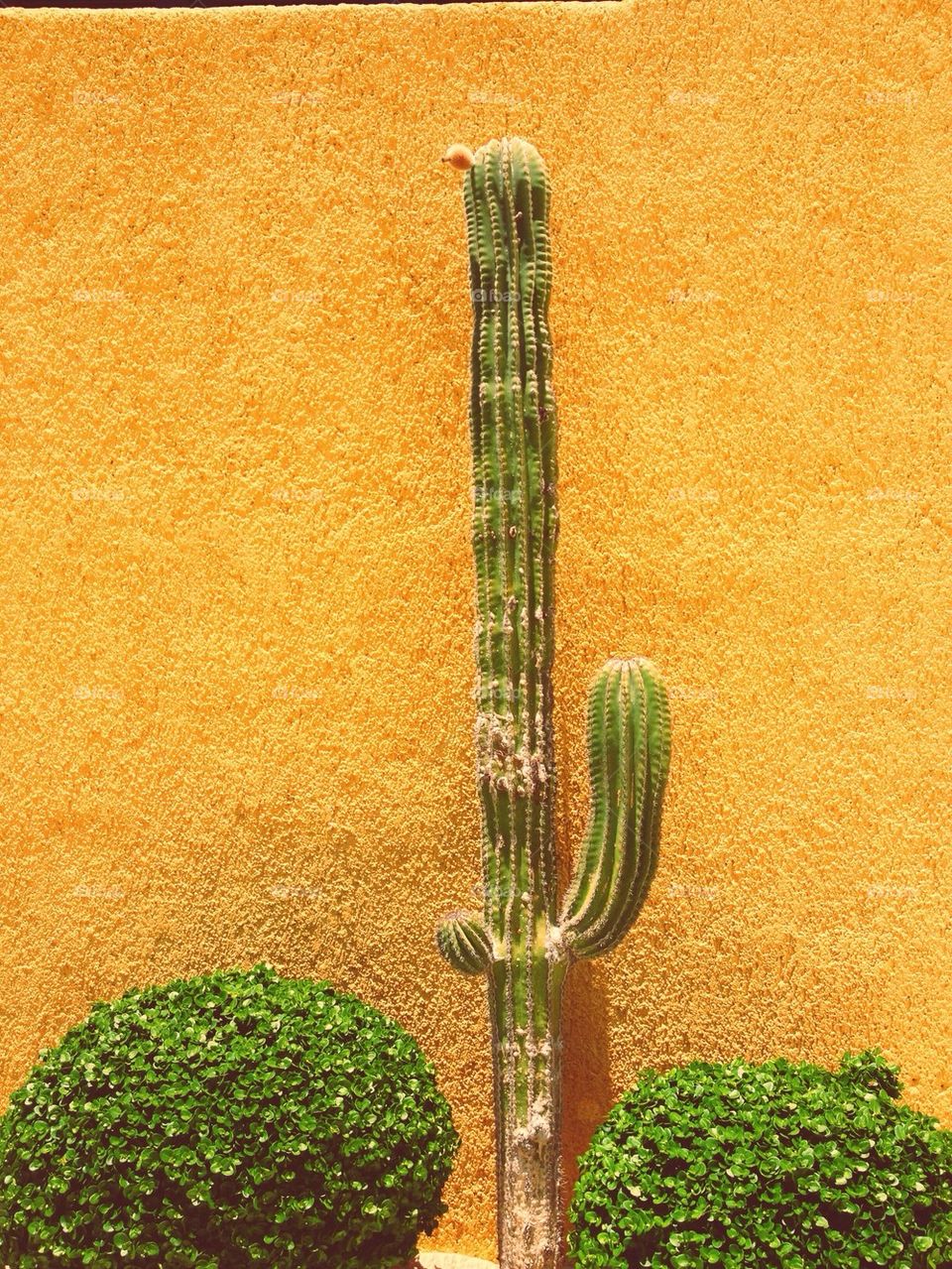 Cactus Standing Tall