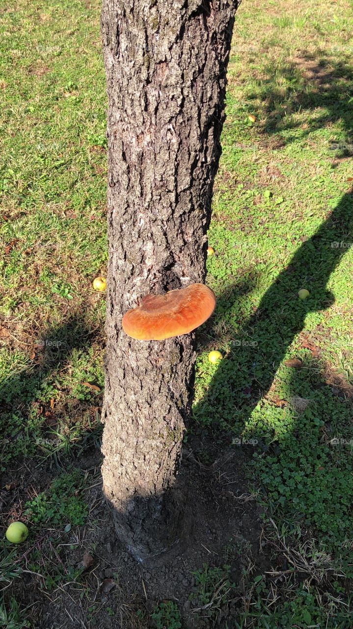 Mushroom on an old apple tree