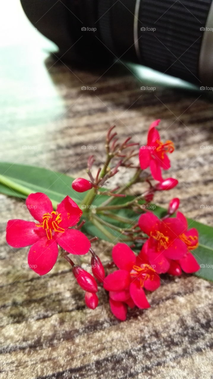 Small red flower