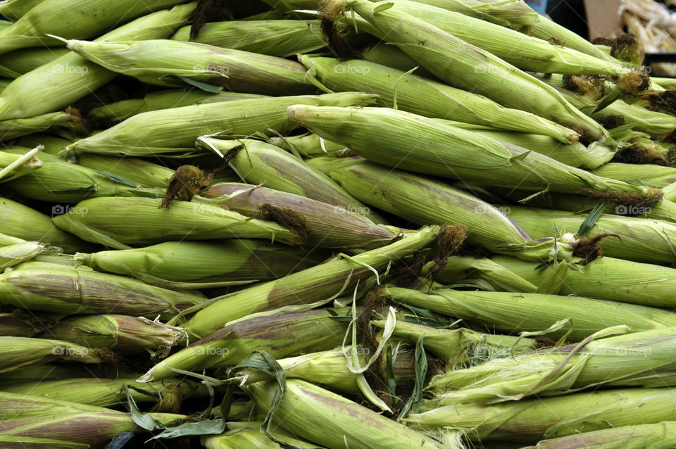 organic corn