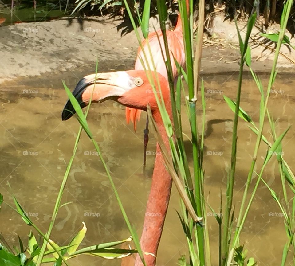 Flamingo Patrol 1