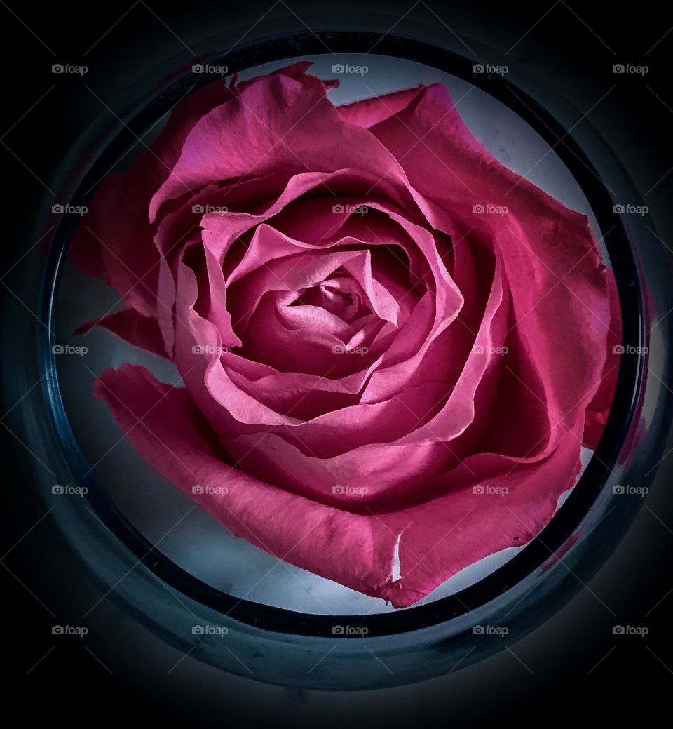 Pink rose protected in a glass globe 