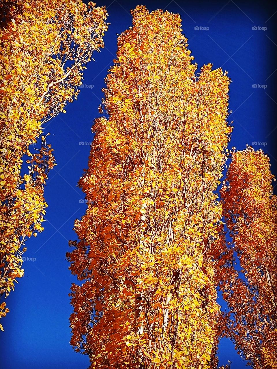 beautiful autumn, golden trees