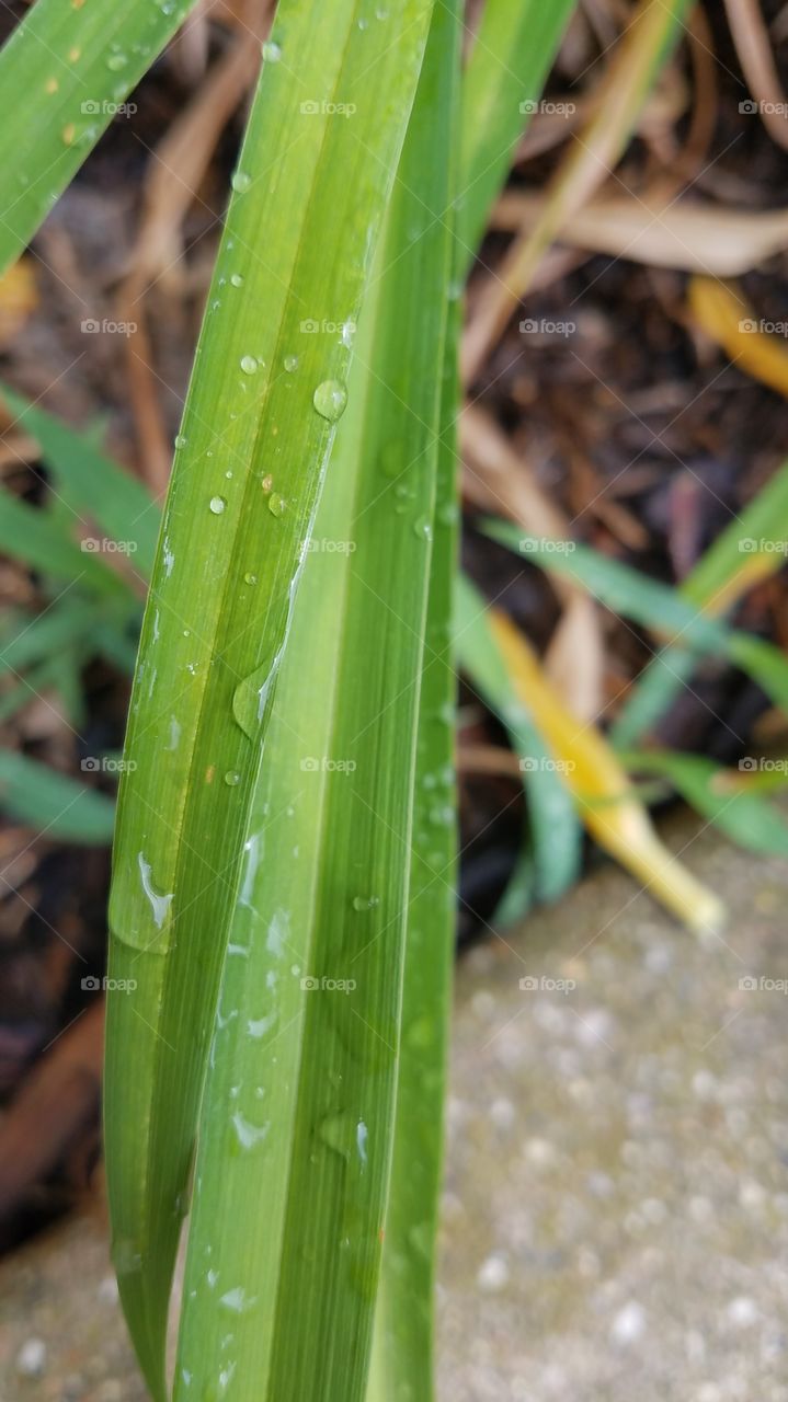 fresh rain on a Lilly leaf.