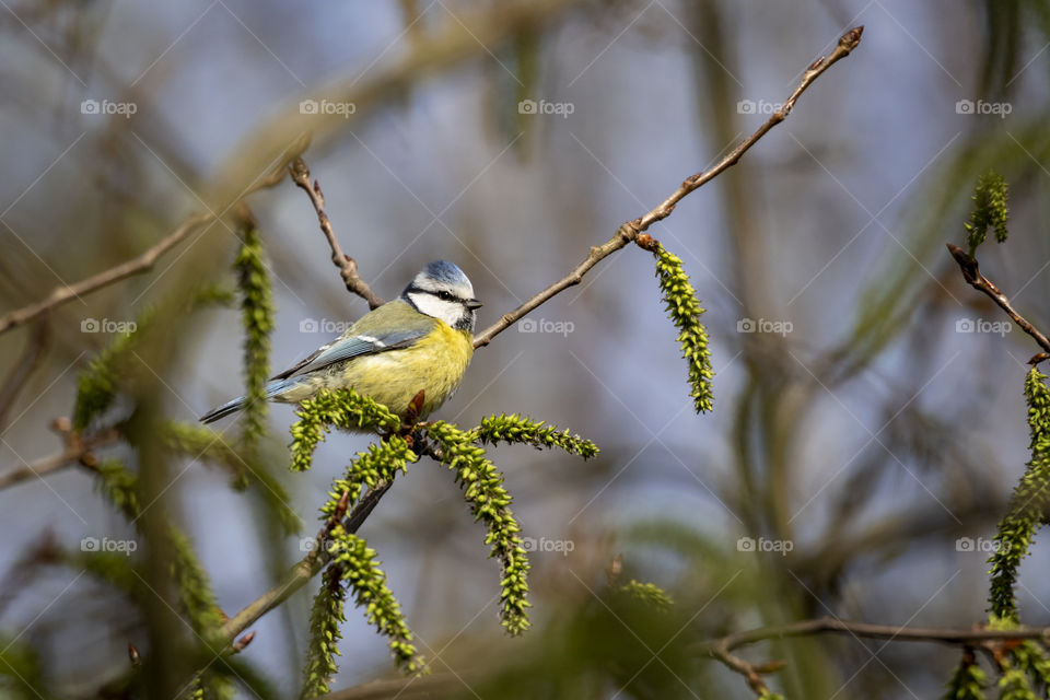 A portrait of a blue tit bird on a branch of a bush in spring time ik a forest.