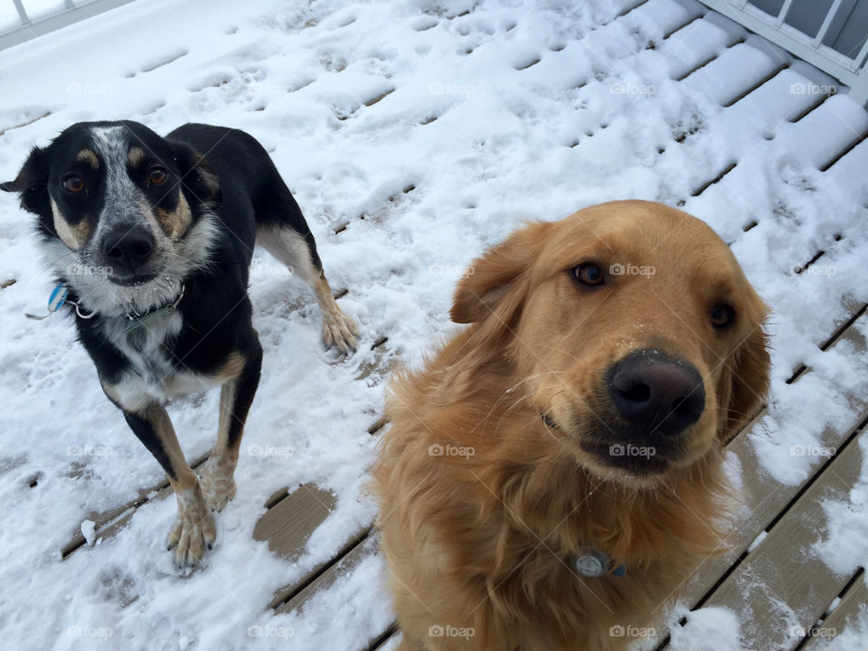 It's cold out here. Let us in