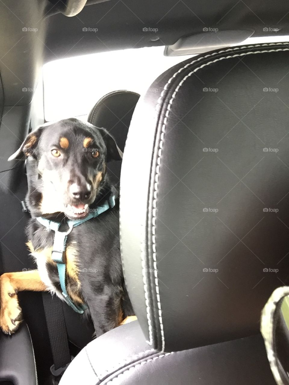 Jake loves car rides! He is a shepherd mix 