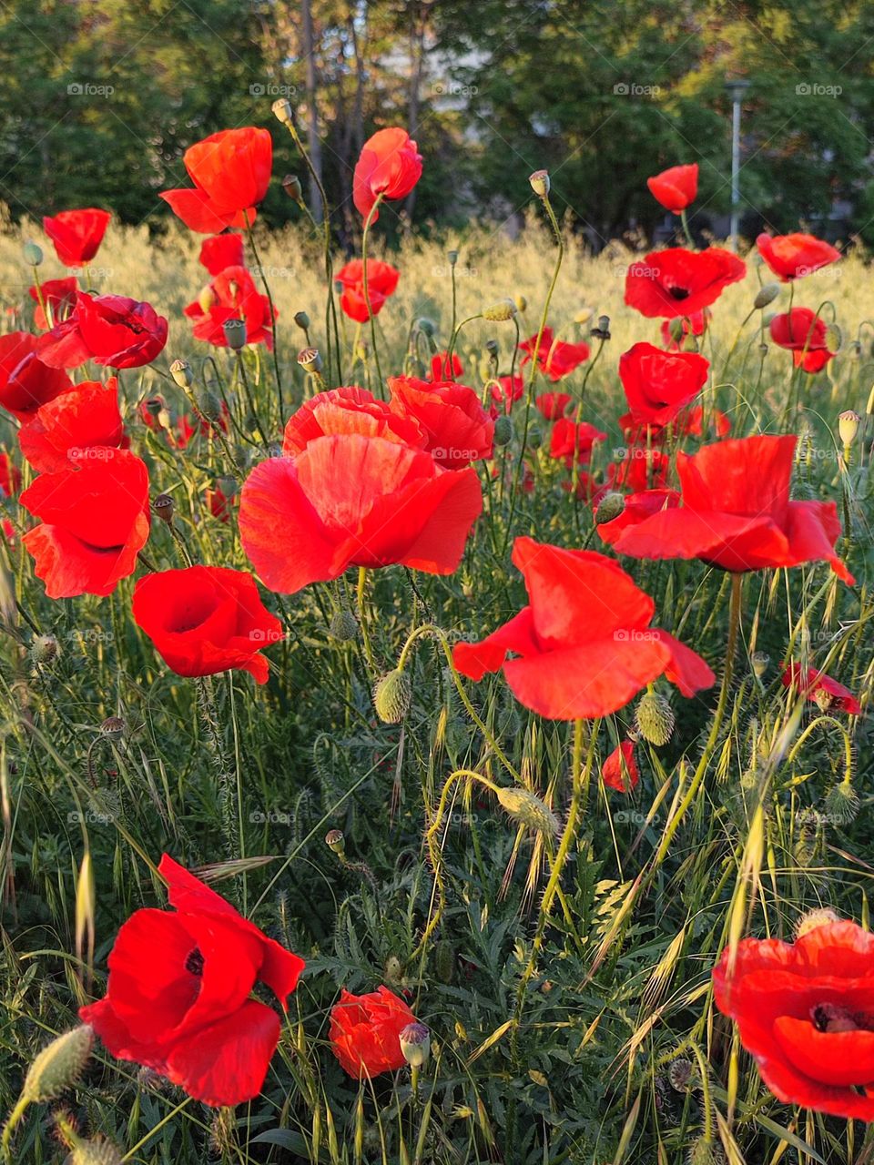 From the ground up, beautiful poppies