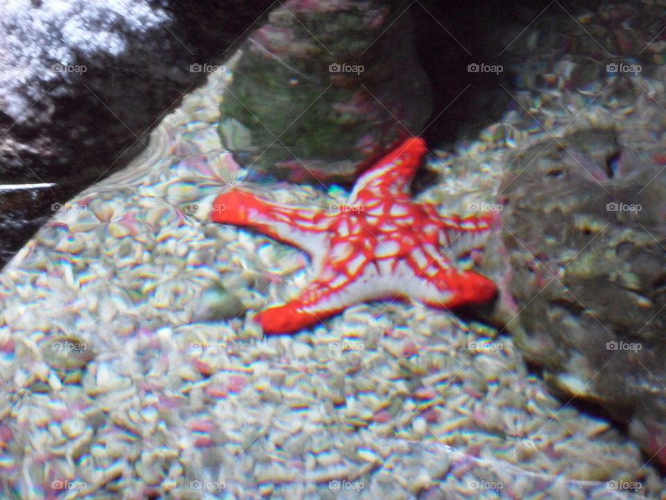 Starfish 