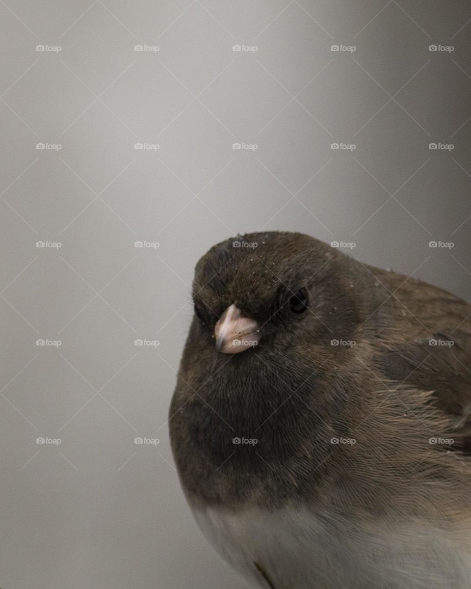 Close up of Dark Eyed Junco