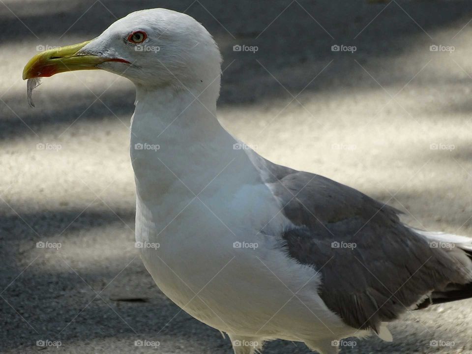 seagull