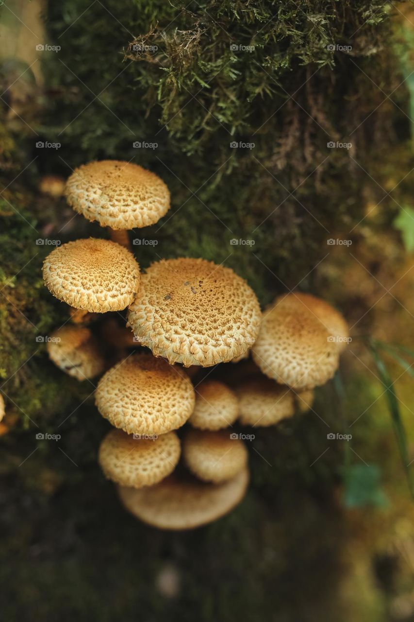 beautiful, forest, edible and inedible mushrooms