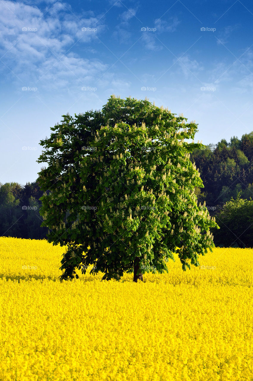 landscape sky field farmland by kbuntu