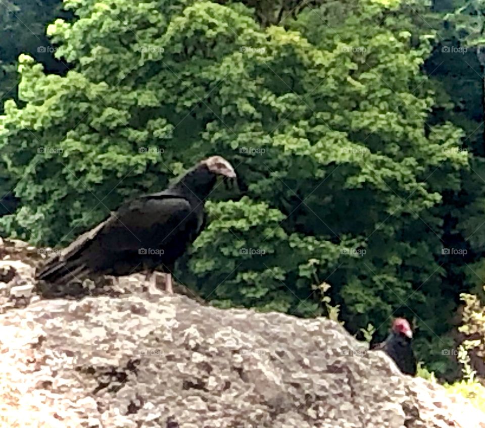 Buzzards Vultures 