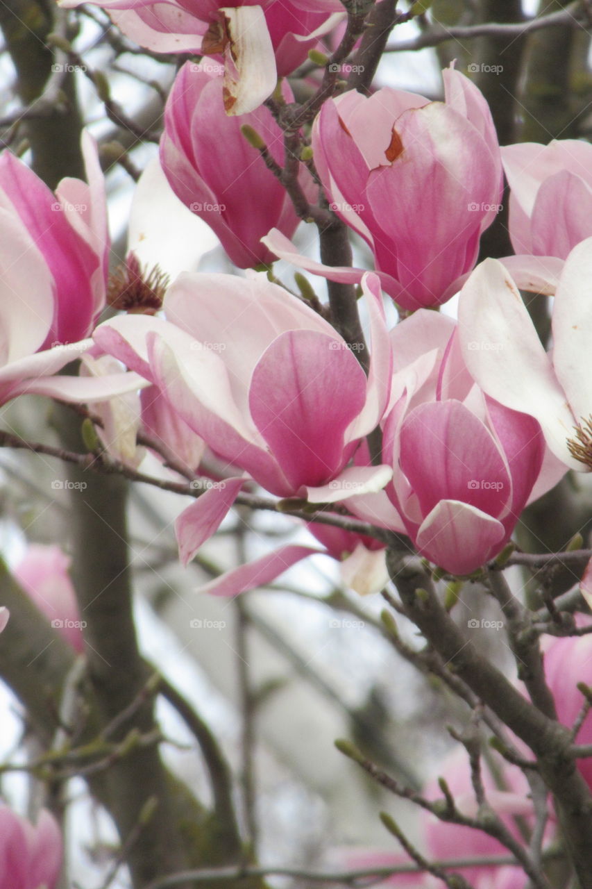 Chinese Magnolia