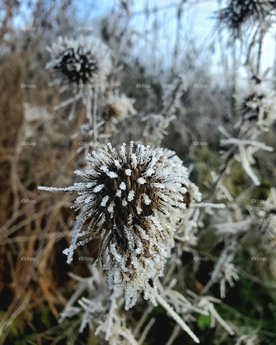 ice flower