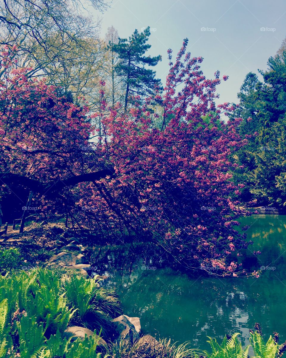 Brooklyn Botanical Garden - Japanese Blossom Tree - Brooklyn - New York City - New York