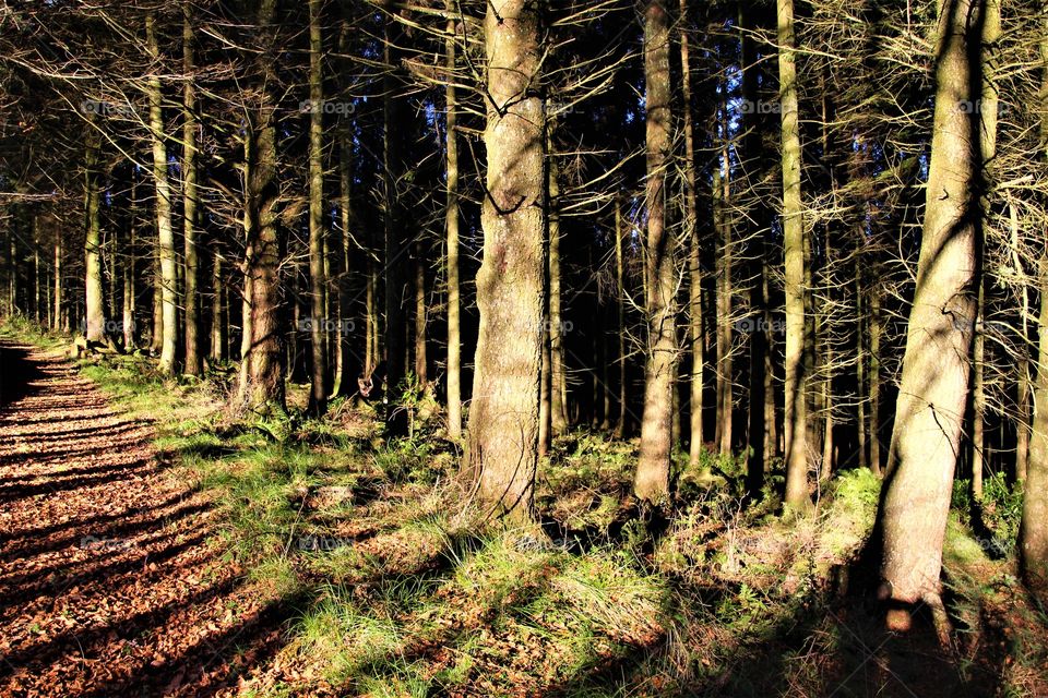 Shadows and tall trees