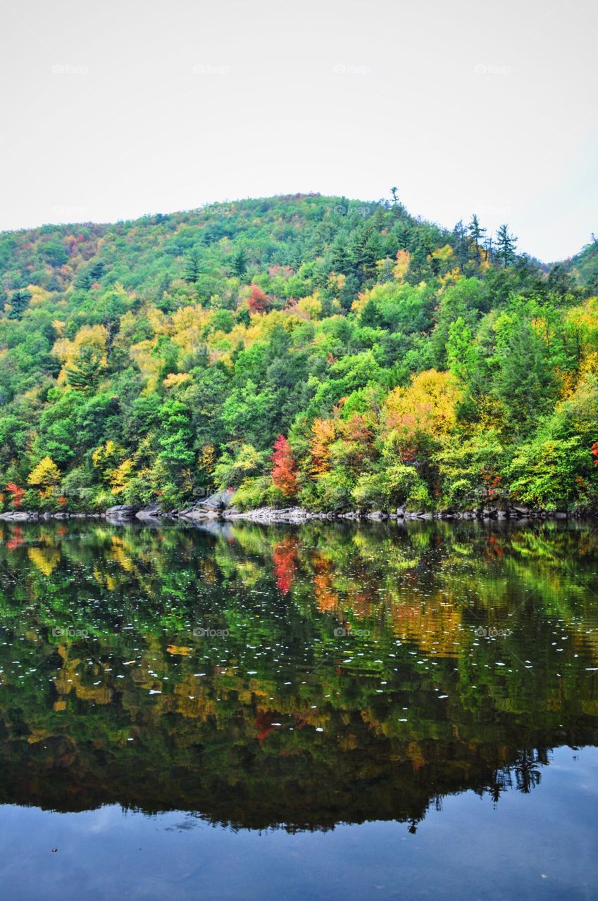Tree reflecting on lake