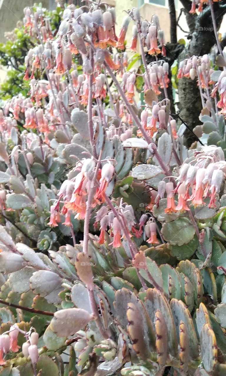 kind of flower