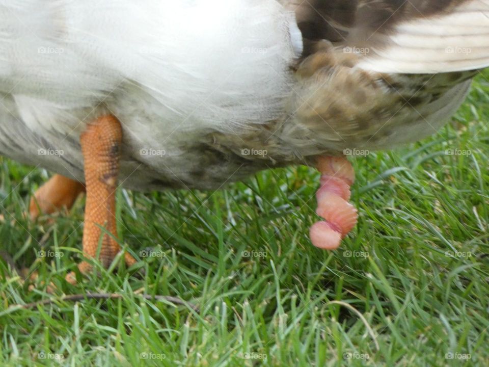 A ducks penis